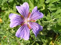 Geranium Ibericum (fam. Geraniacees)(Caucase) (04) (Photo F. Mrugala)